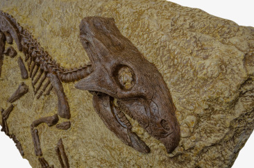 Окаменелости - фото