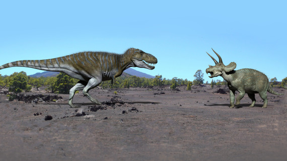Тираннозавр в поединке с Трицератопсом
