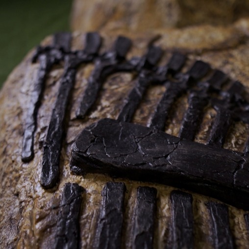 Тираннозавр - фото статичного барельефа в наличии